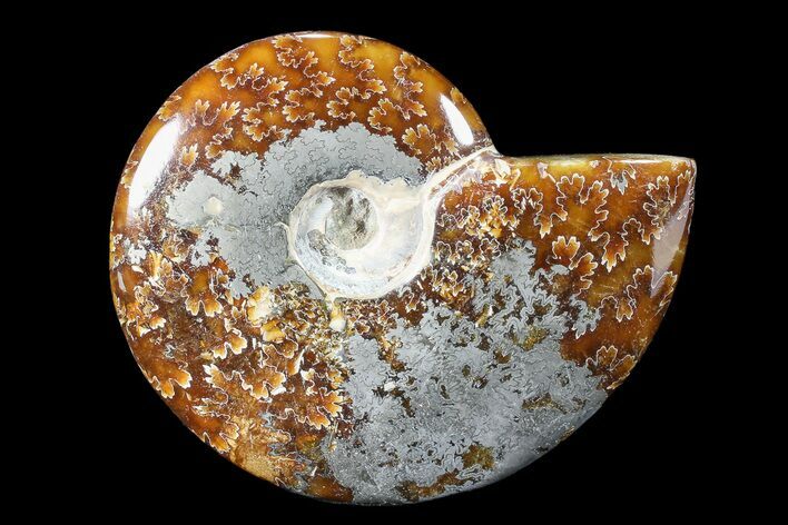 Polished, Agatized/Pyritized Ammonite (Cleoniceras) - Madagascar #88078